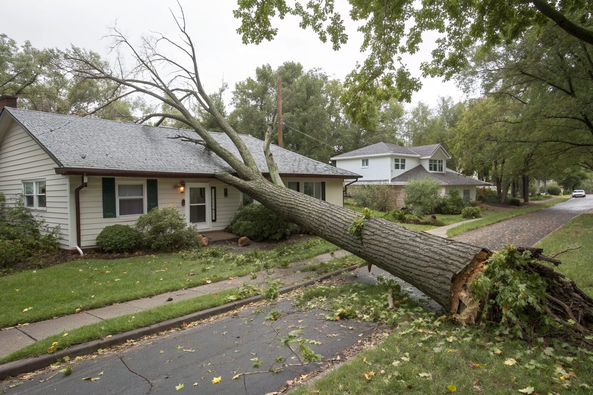 A large fallen tree limb lying across the shingle roof of a suburban house